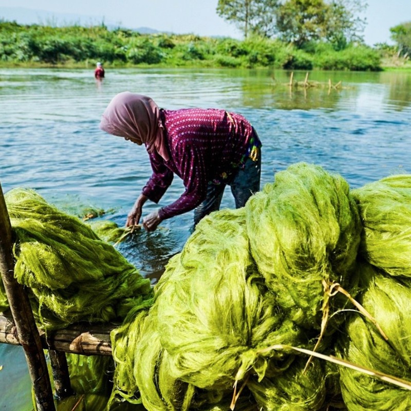 ซุปเปอร์ฟู้ดจากความสมบูรณ์ของป่า